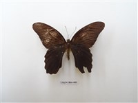 藏品(黑鳳蝶)的圖片